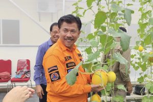 Panen perdana melon premium Unikarta (Istimewa)