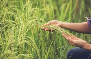 Ilustrasi kegiatan tanam padi yang masih berlangsung di beberapa kabupaten/kota Kaltim.