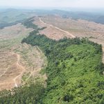 Bentang hutan yang dulunya hijau kini tampak berbeda di awal tahun 2026.